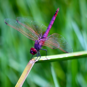 Libellule fuschia sur une brindille - Bali  - collection de photos clin d'oeil, catégorie animaux